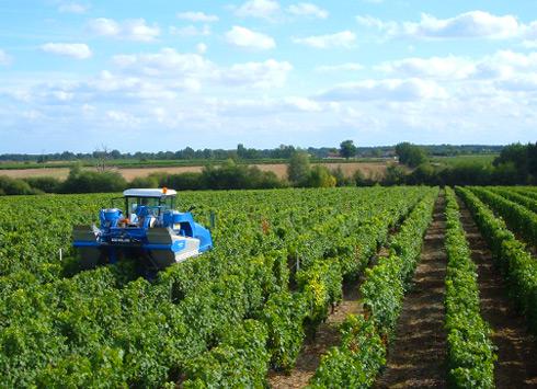 Vendanges