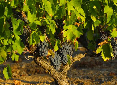 Vignes
