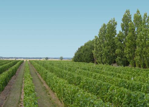 Vignes